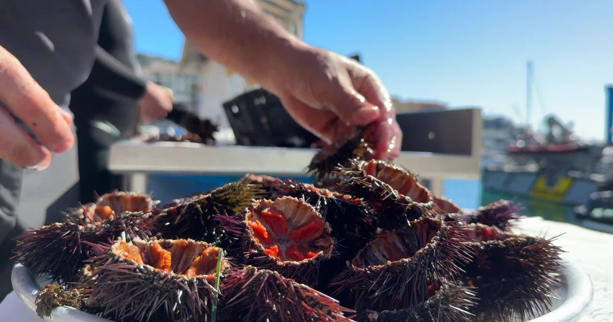 À la rencontre des pécheurs d'oursins sur le port de Nice