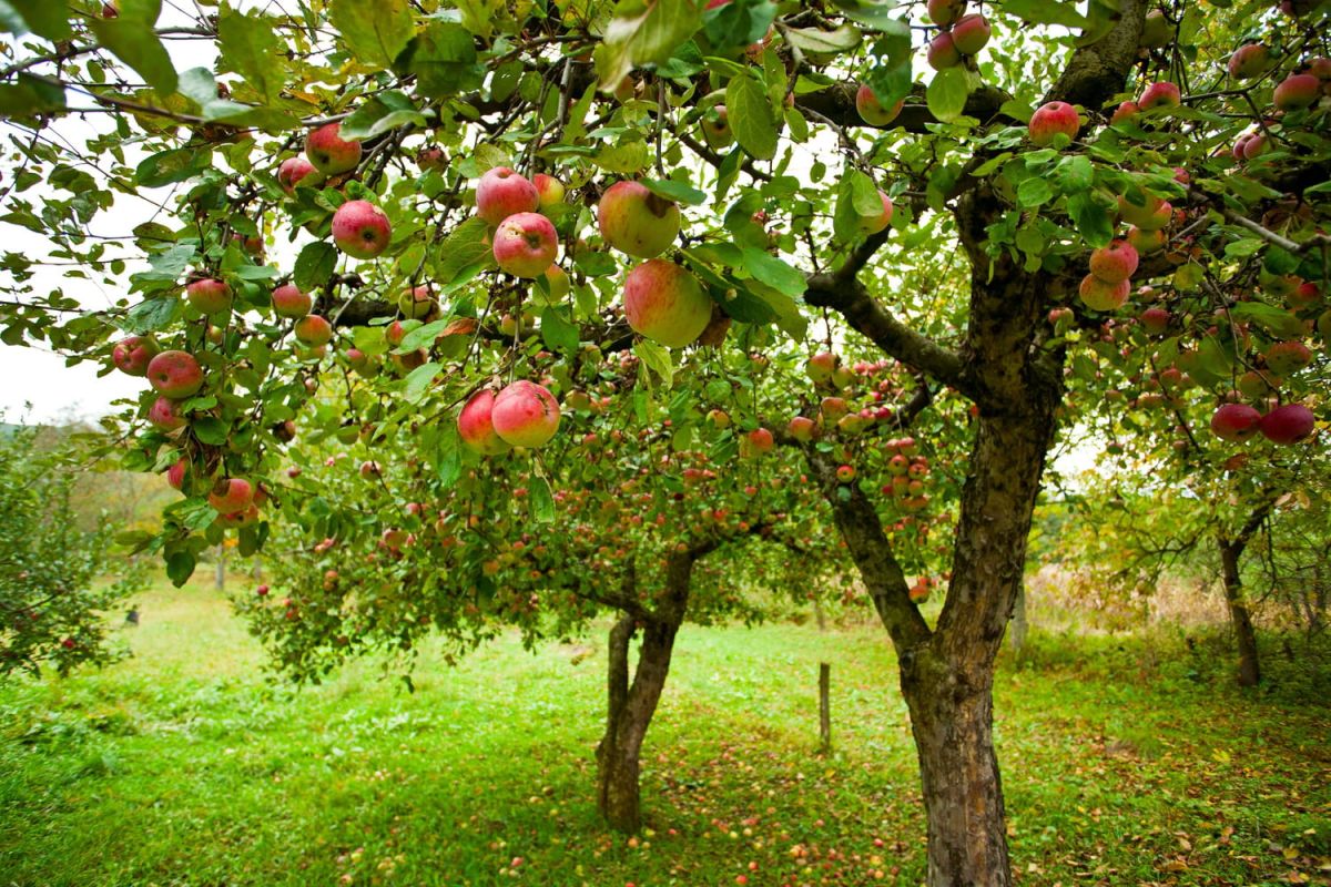 Les secrets d'un pommier florissant : plantation et taille pour une récolte réussie