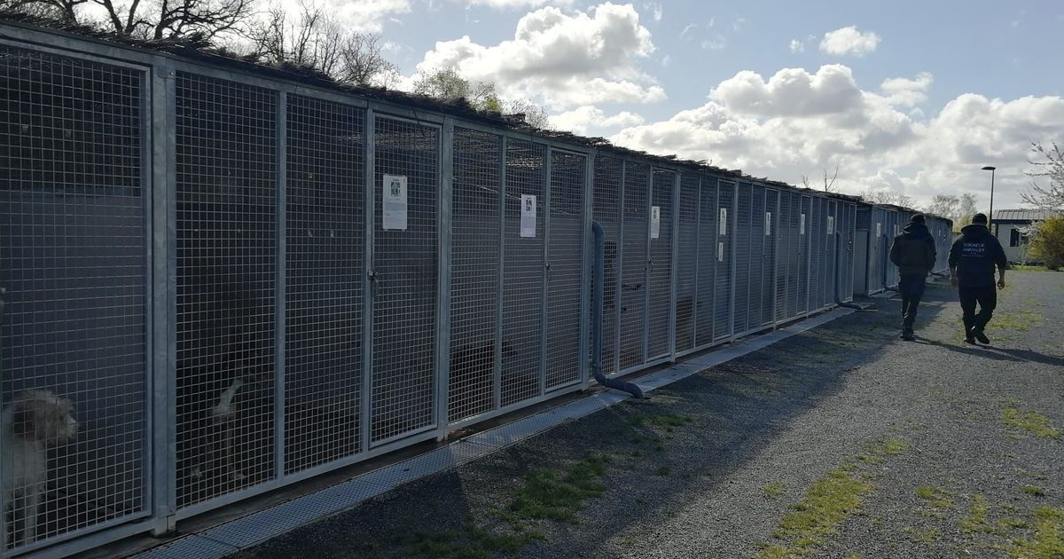 Vienne : des refuges en crise face à la baisse des adoptions