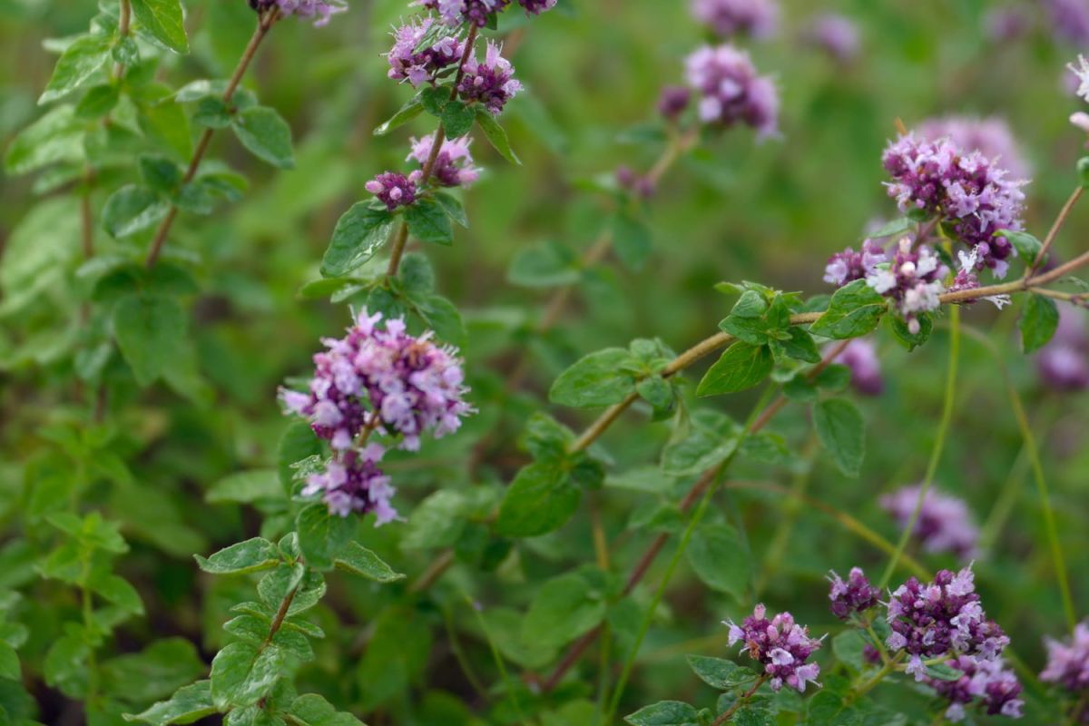 Origan : un trésor aromatique à cultiver chez soi