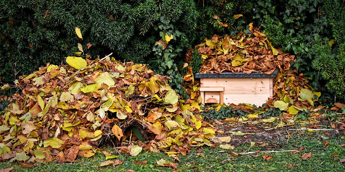 fabriquer un abri pour hérissons : un refuge indispensable pour nos petits amis du jardin