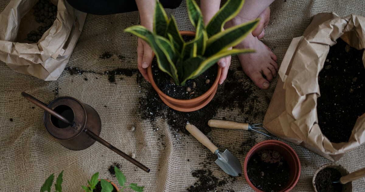 signes révélateurs qu'il est temps de changer le terreau de vos plantes