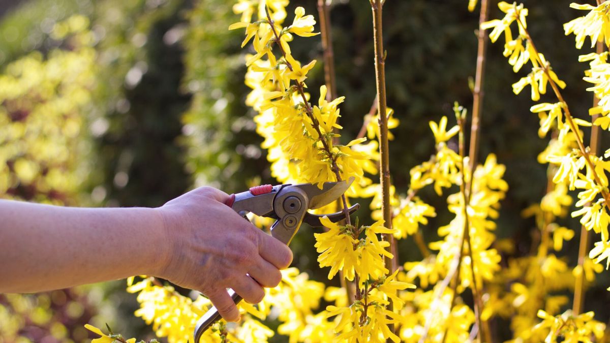 Quand tailler les forsythias ?