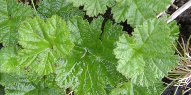 Ronce d'ornement (Rubus 'Betty Ashburner') : atout charme pour votre jardin