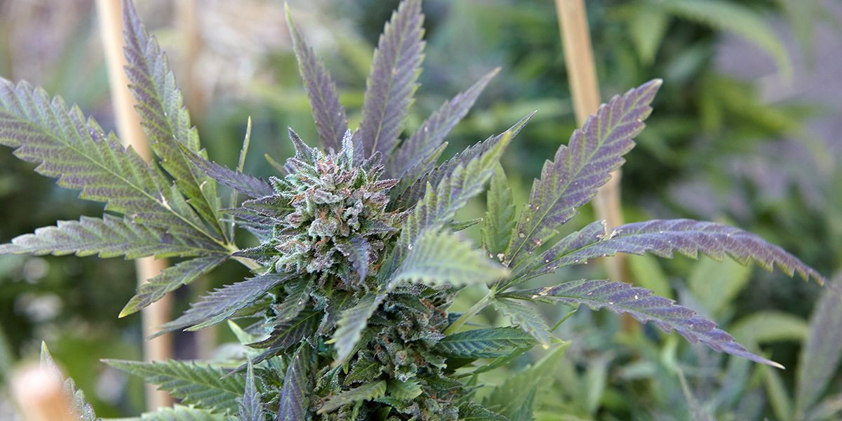 le marché du cannabis en france : enjeux financiers et législation en débat