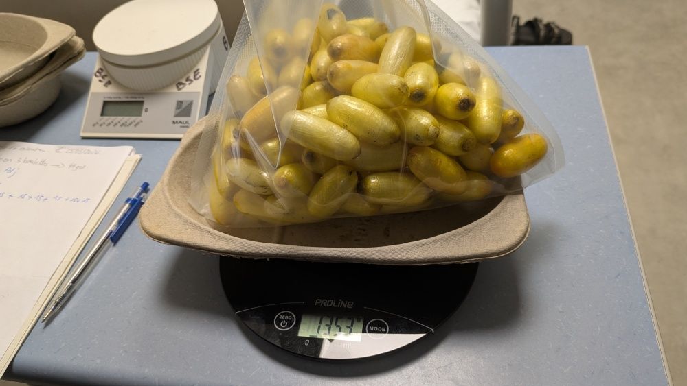 Marignane : deux mules interpellées pour un trafic de cocaïne en série