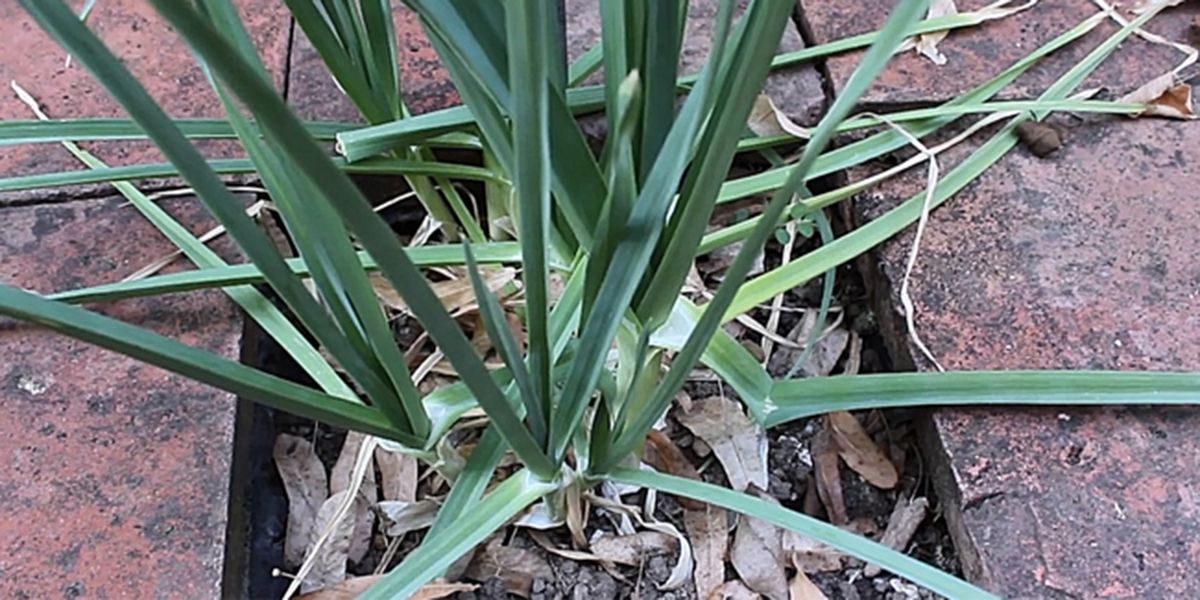 Poireau perpétuel (Allium polyanthum) : un atout pour votre jardin