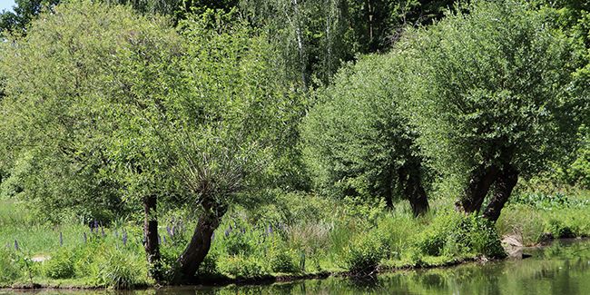 saule blanc : un trésor de la nature