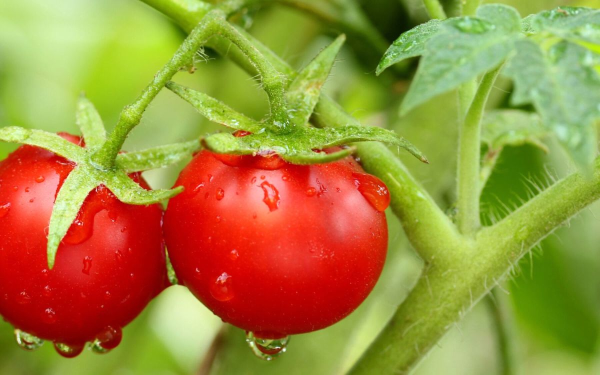 Le guide ultime pour semer des tomates en toute simplicité