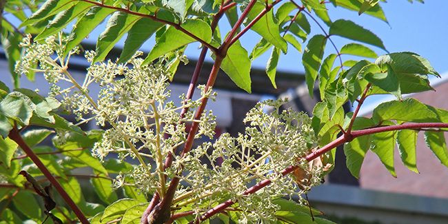 La majesté de l'angélique en arbre du Japon (Aralia elata)