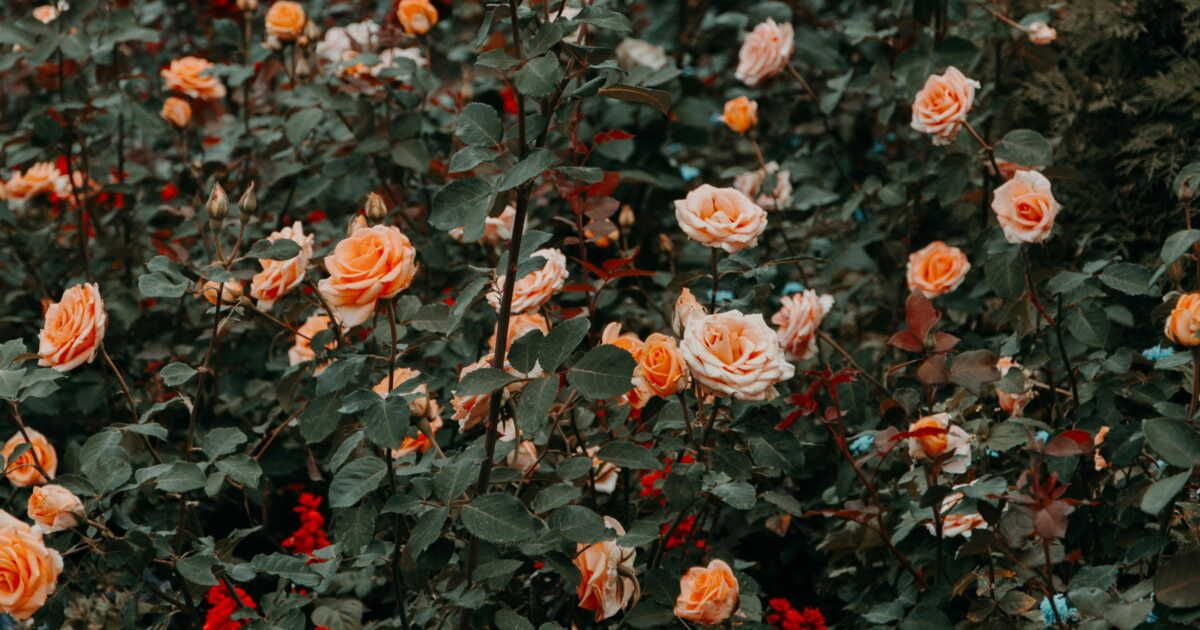 Stimulez la floraison de vos rosiers avec ces astuces simples