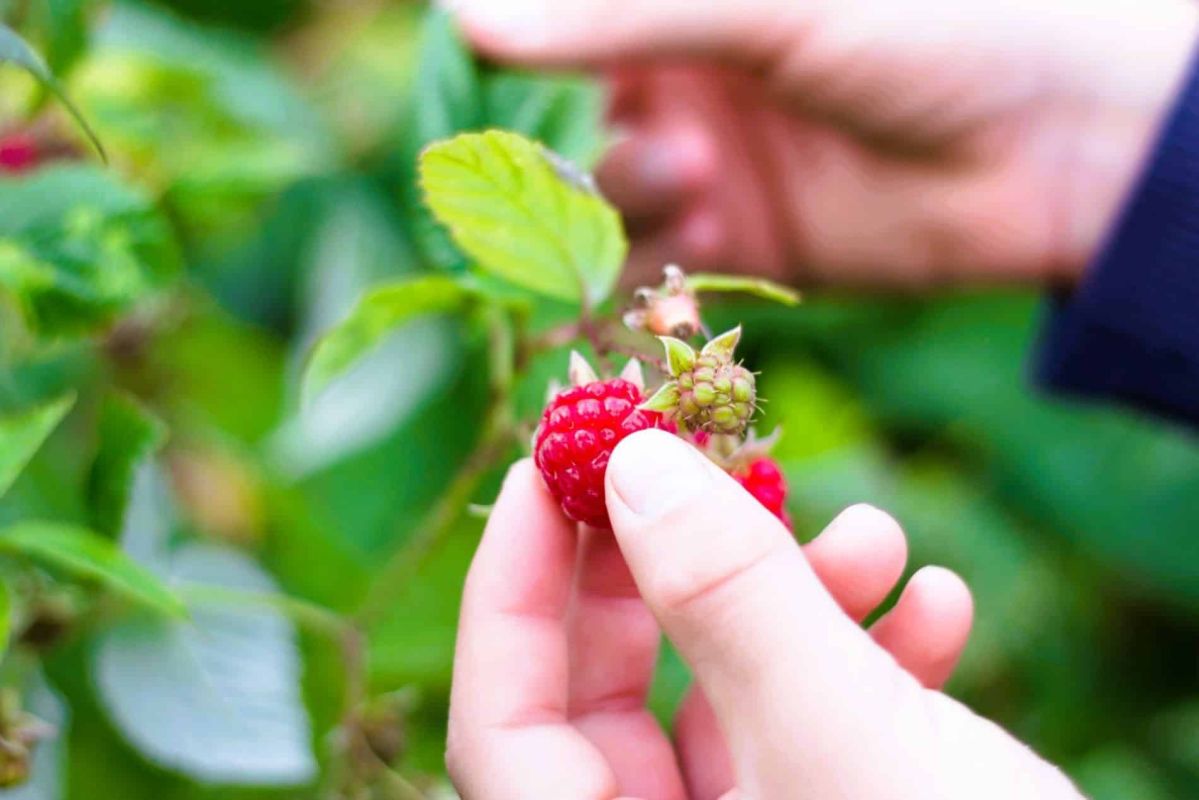 Le secret des jardiniers pour une récolte de framboises exceptionnelle