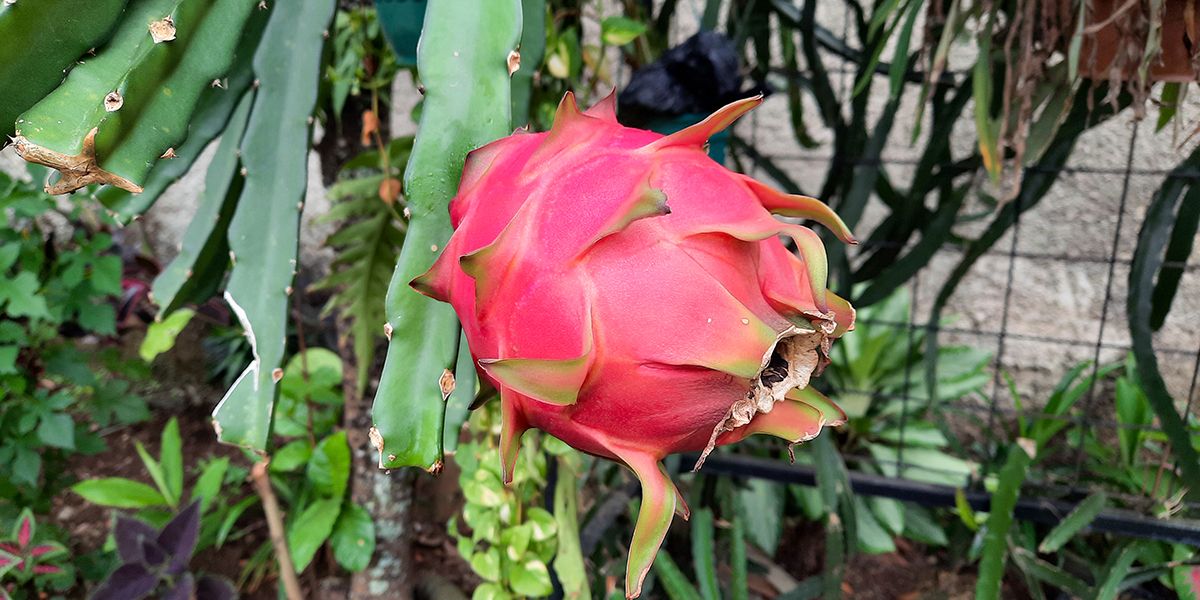 Le pitaya : un trésor exotique