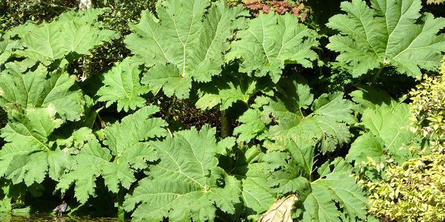 Gunnéra du Brésil (Gunnera manicata) : la rhubarbe géante qui embellit vos jardins