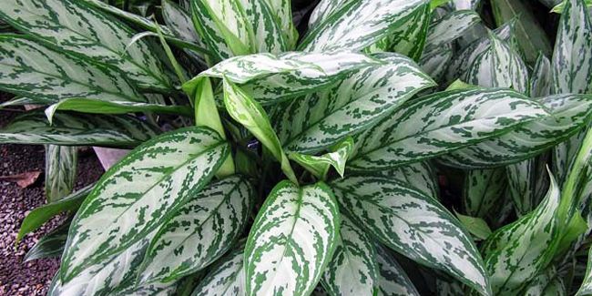 Aglaonéma : une touche d'élégance pour votre intérieur