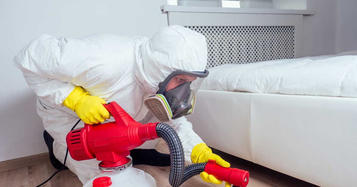 Les punaises de lit : responsabilités et obligations des hôtels face à l'infestation