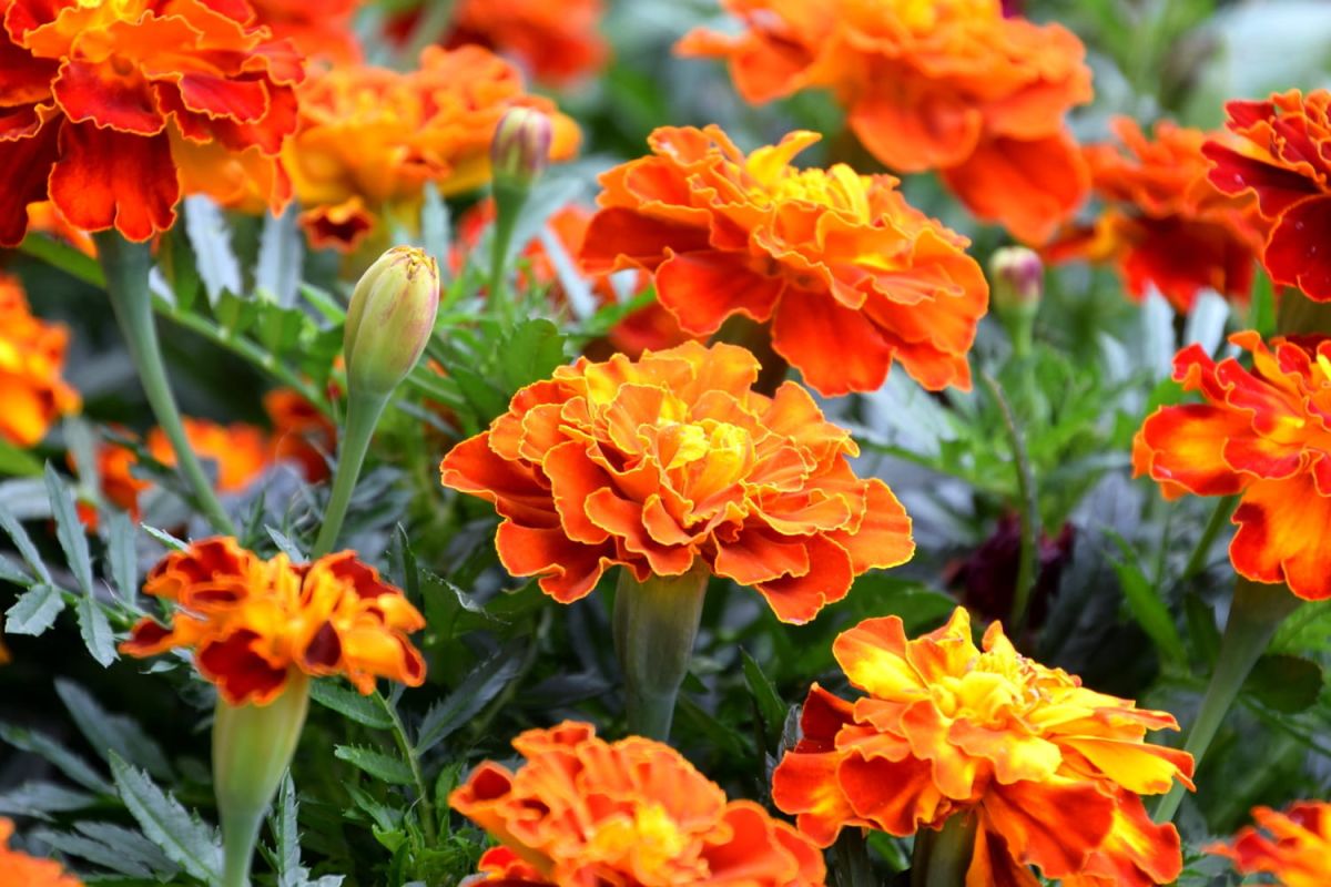 Des fleurs éclatantes en octobre