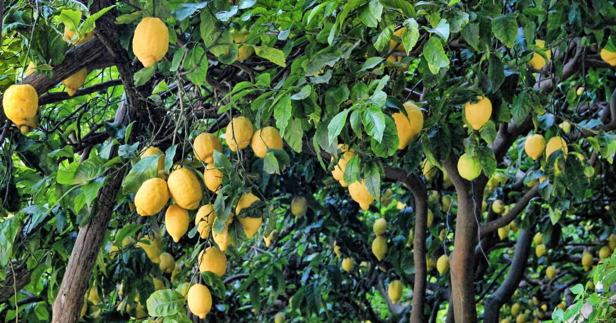 L'art de tailler un citronnier pour une récolte abondante