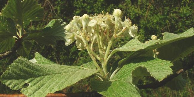 Alisier blanc (Sorbus aria) : un arbre aux atouts multiples