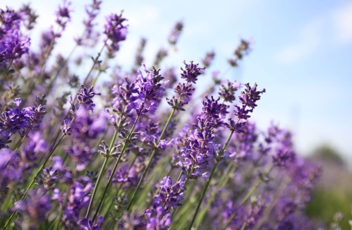 Multipliez votre lavande facilement grâce à notre méthode de marcottage infaillible