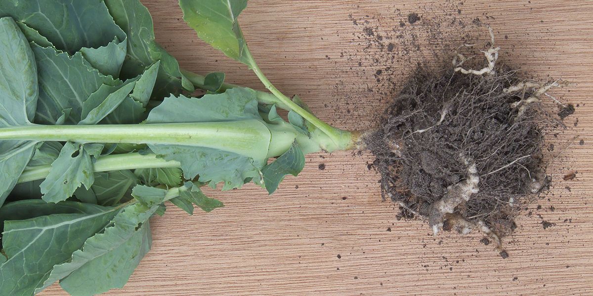 La hernie du chou : détection et remèdes efficaces