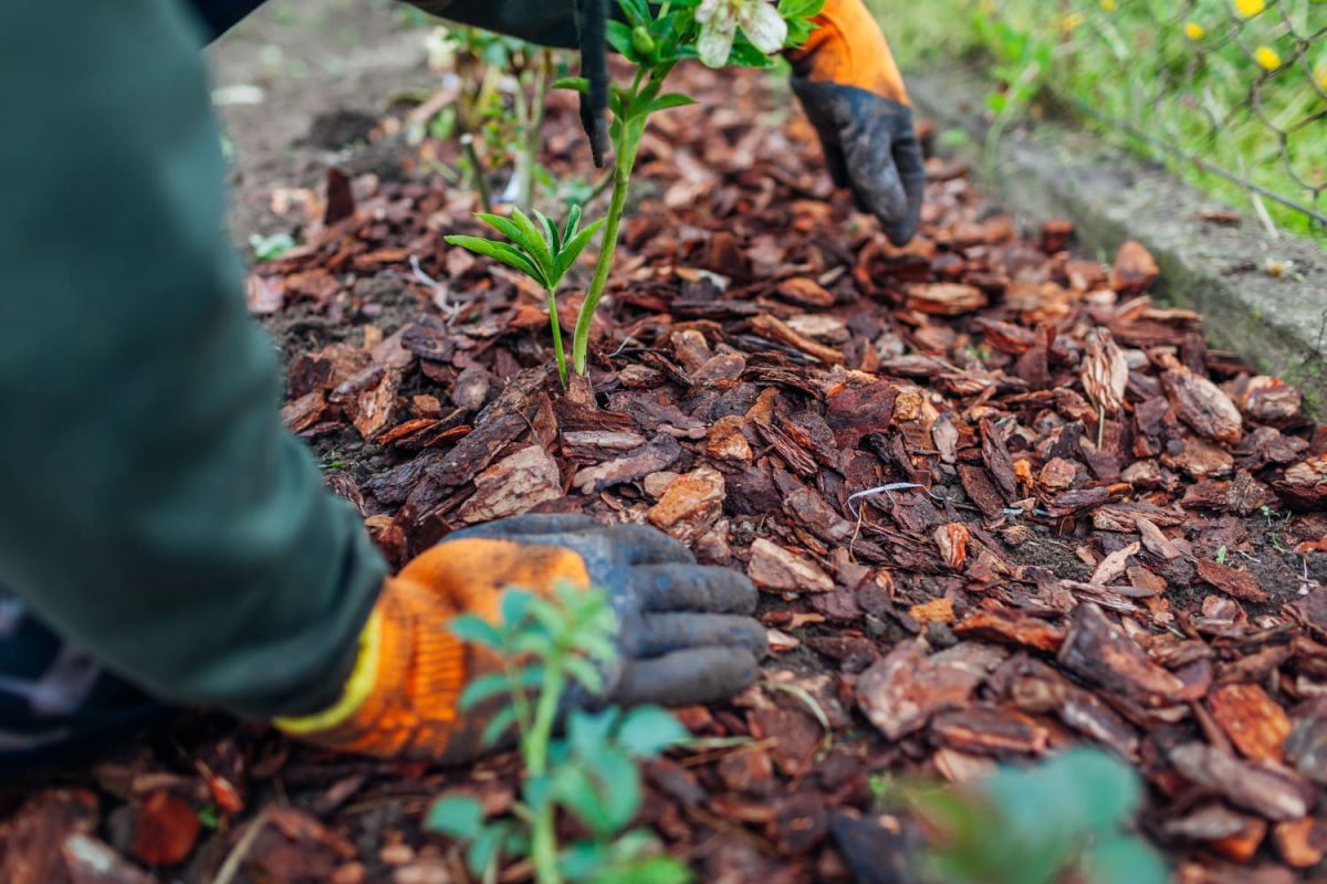 Le paillage malin : un allié gratuit pour votre jardin en été