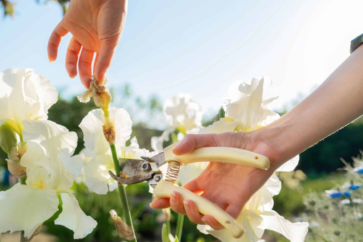 Réveillez vos iris : le guide essentiel pour leur floraison éclatante en avril