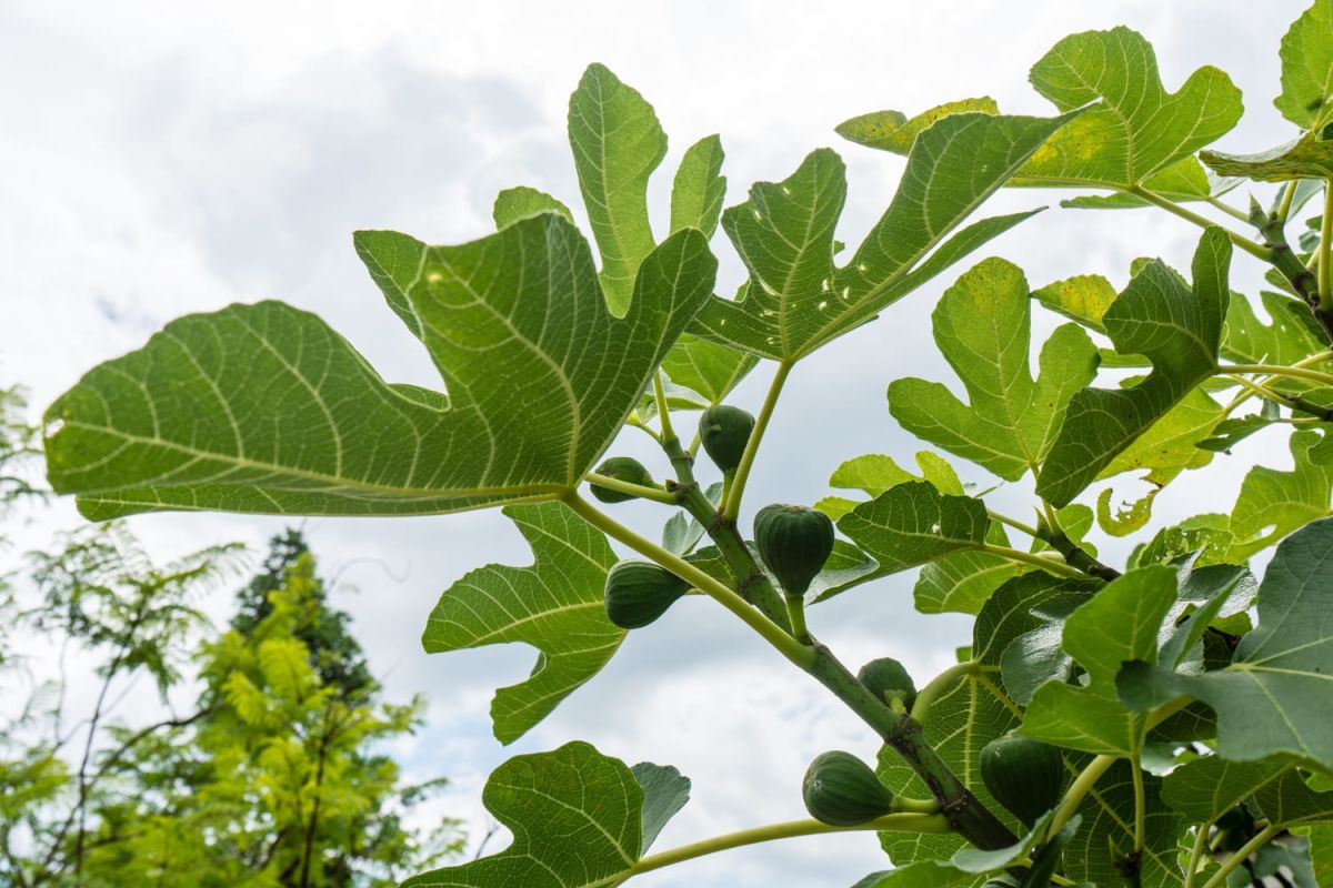août : le mois des récoltes au jardin