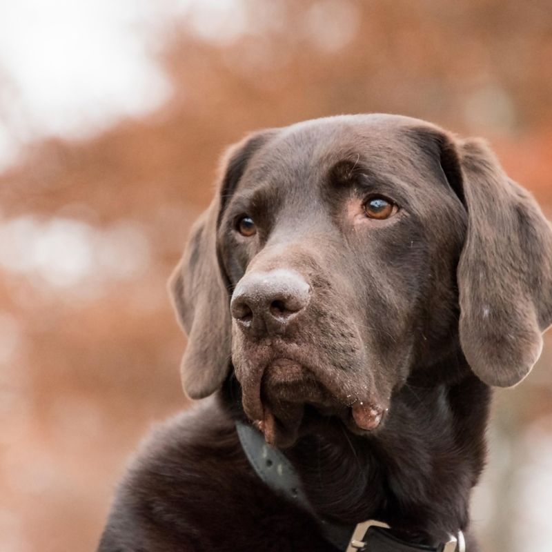 Protégez vos compagnons à quatre pattes des otites : conseils et prévention