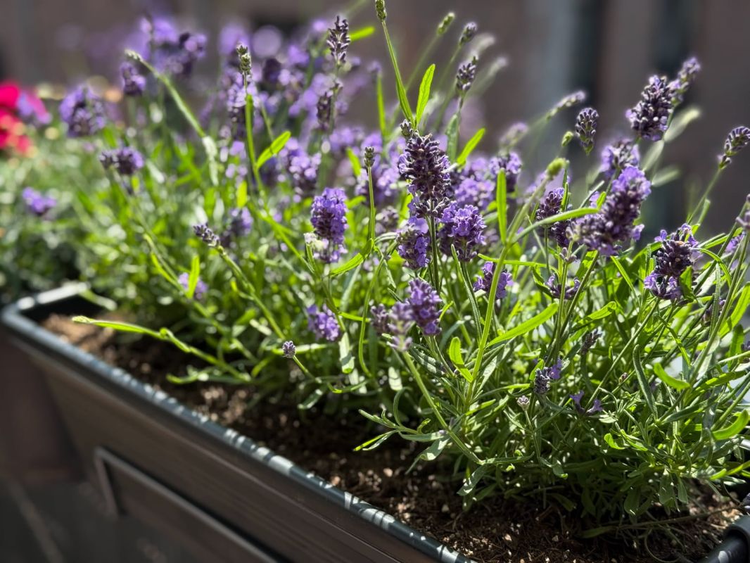 Préparez vos plantes pour l'année : un geste estival incontournable