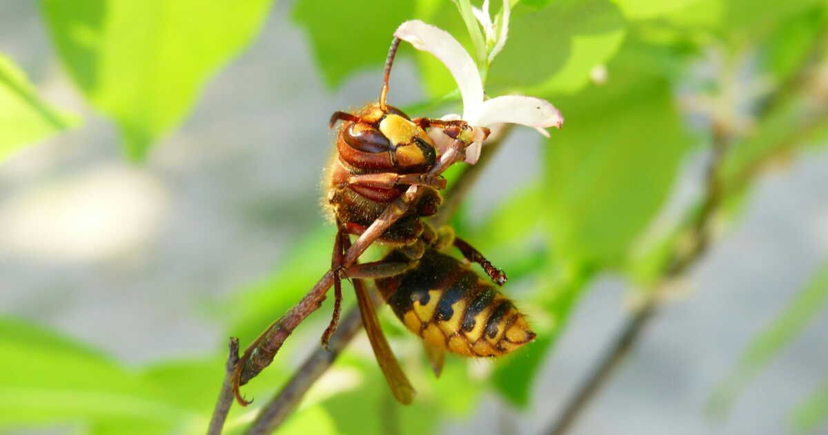 Comment concevoir un piège efficace pour les frelons asiatiques