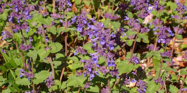 La ballote noire : l'alliée naturelle contre la nervosité