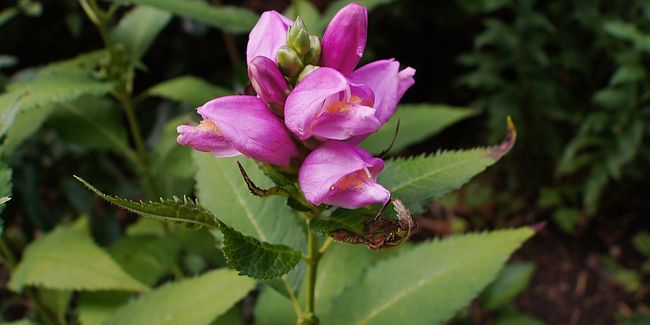 La galane oblique : une vivace à la floraison éclatante