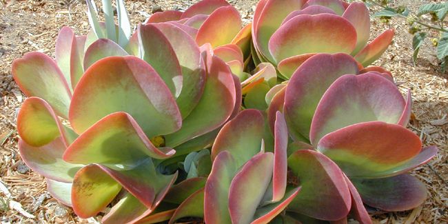 Kalanchoé à fleurs en thyrse (Kalanchoe thyrsiflora)