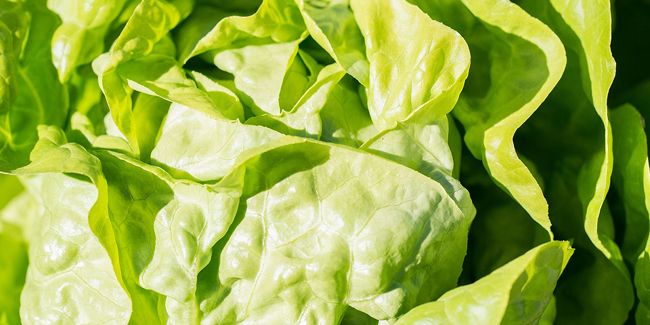 Laitue pommée : le trésor secret de votre potager