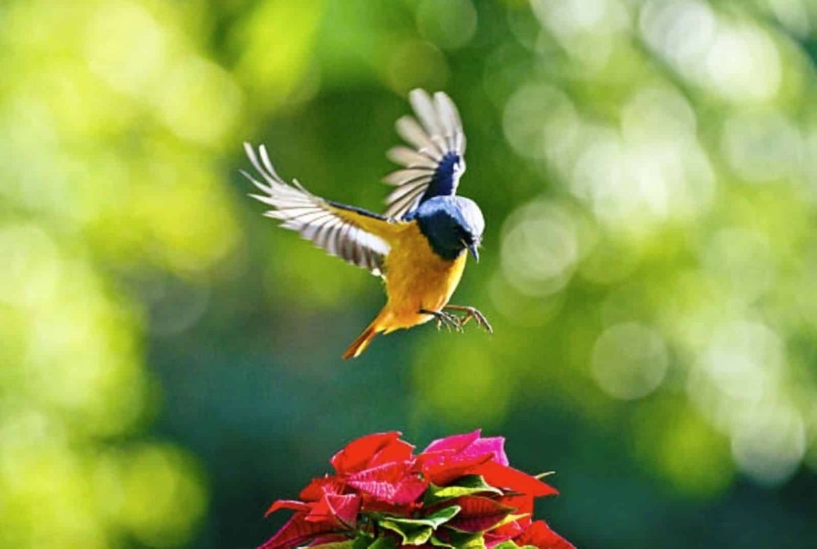 les plantes à éviter pour un jardin qui attire les oiseaux