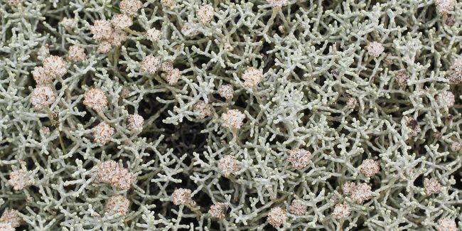 Calocéphale : un buisson argenté au charme singulier