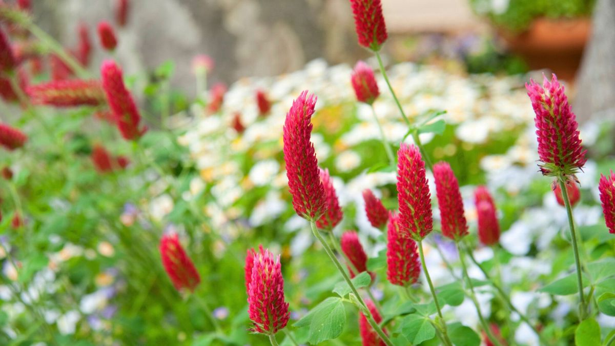 Les trésors des engrais verts : renforcer et régénérer votre jardin naturellement