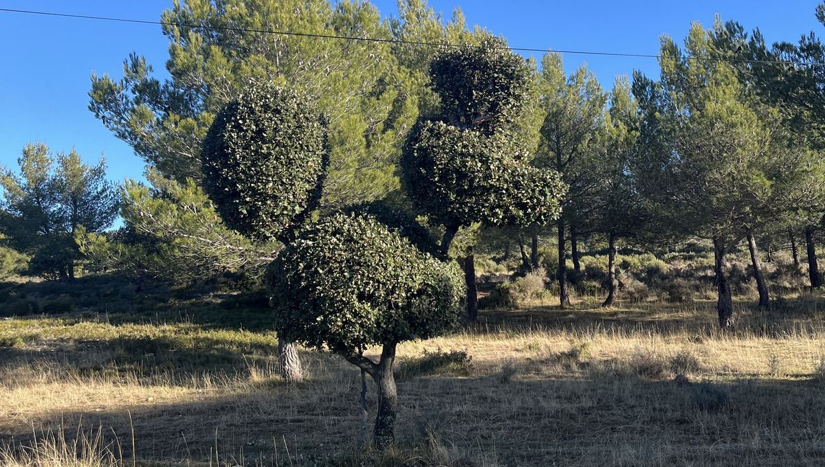 La poule géante du Ventoux, un joyau inattendu