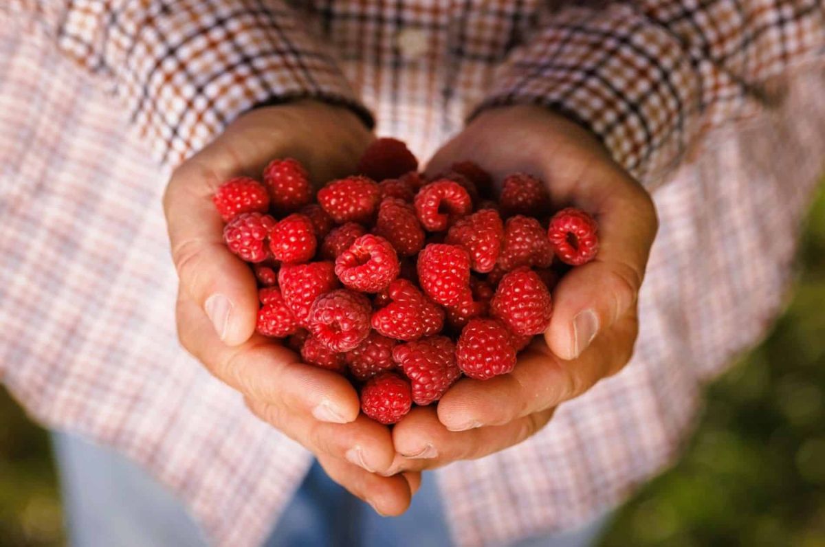 Des framboises abondantes et savoureuses : les secrets d'un jardinier engagé