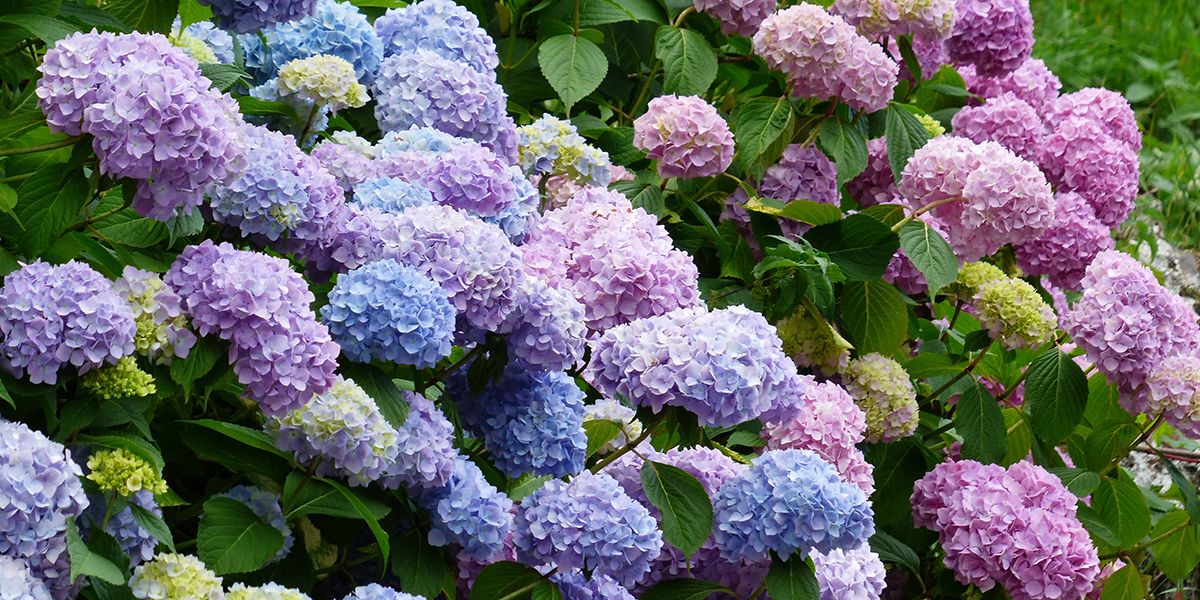 Découvrez comment changer la couleur des fleurs d'hortensias simplement