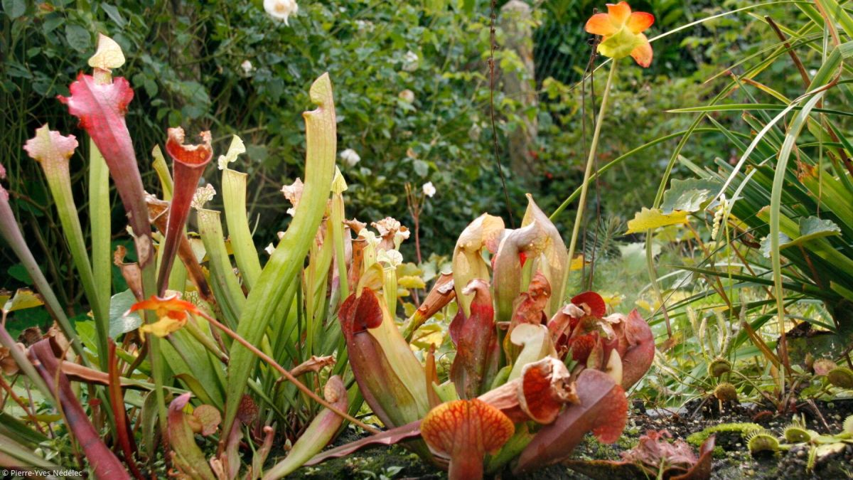 Découverte fascinante des plantes carnivores dans nos jardins