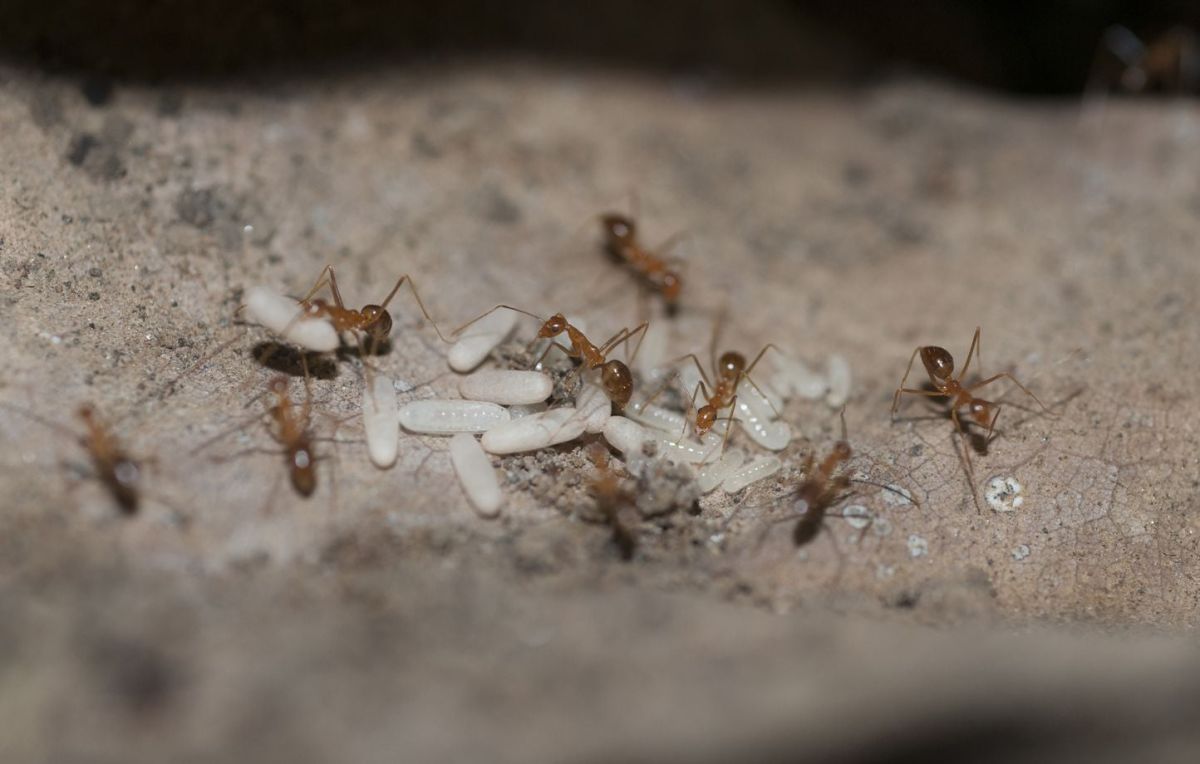 Une invasion inquiétante : un troisième foyer de fourmis électriques identifié dans le Var