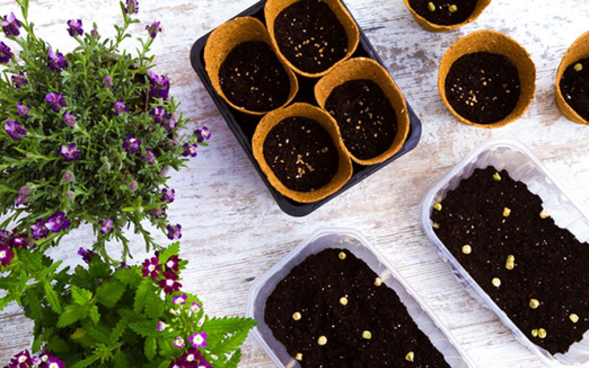 Des semis réussis pour un jardin florissant : conseils et astuces