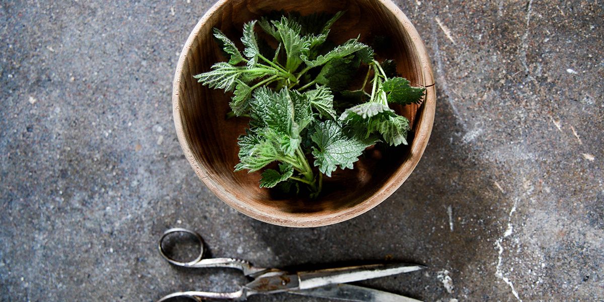 Les orties au fond du trou de plantation : mythe ou réalité ?