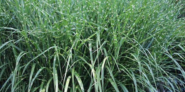 Choisir les graminées idéales pour embellir votre jardin