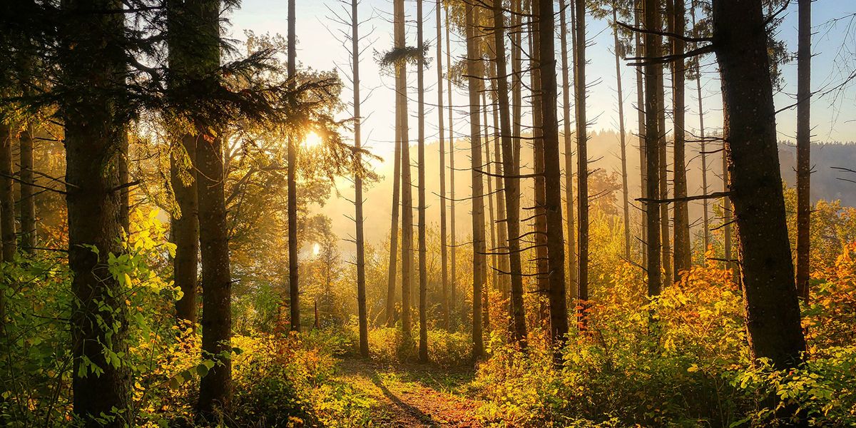 Investir dans une forêt : une opportunité écologiques et financière