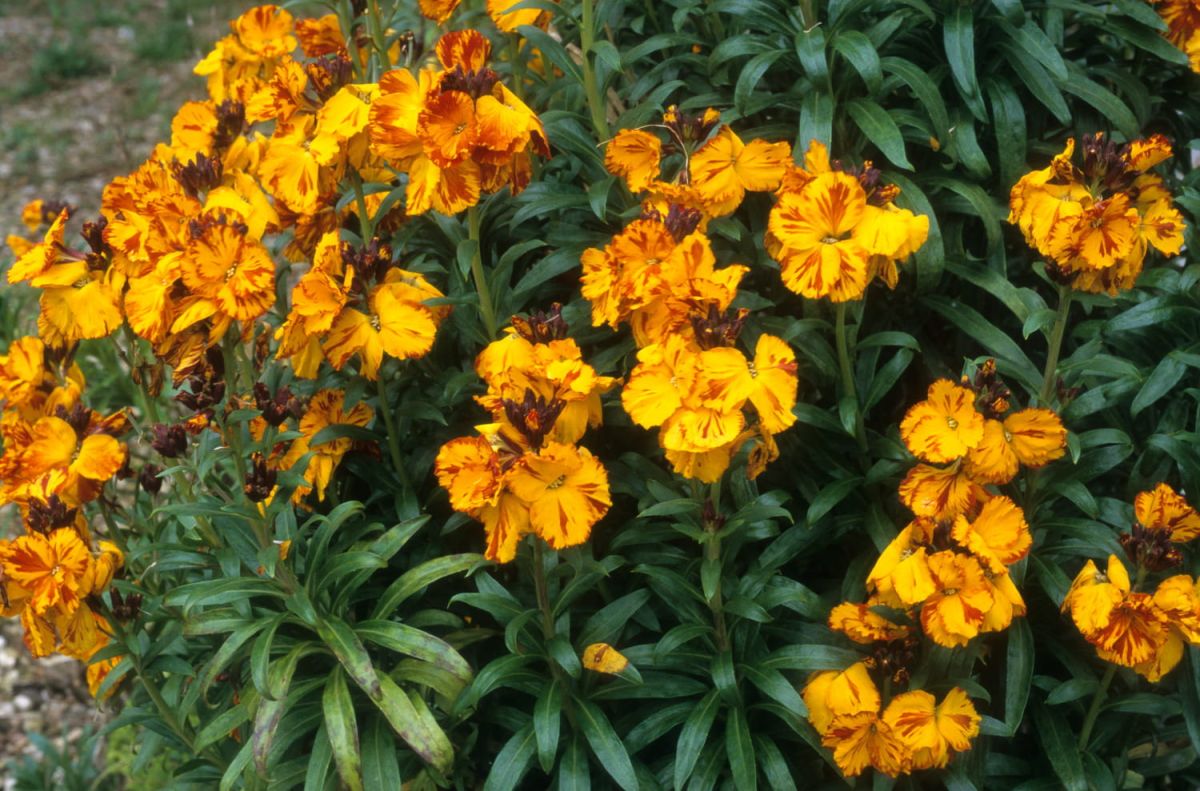 Giroflée : secrets d'une floraison éclatante au jardin