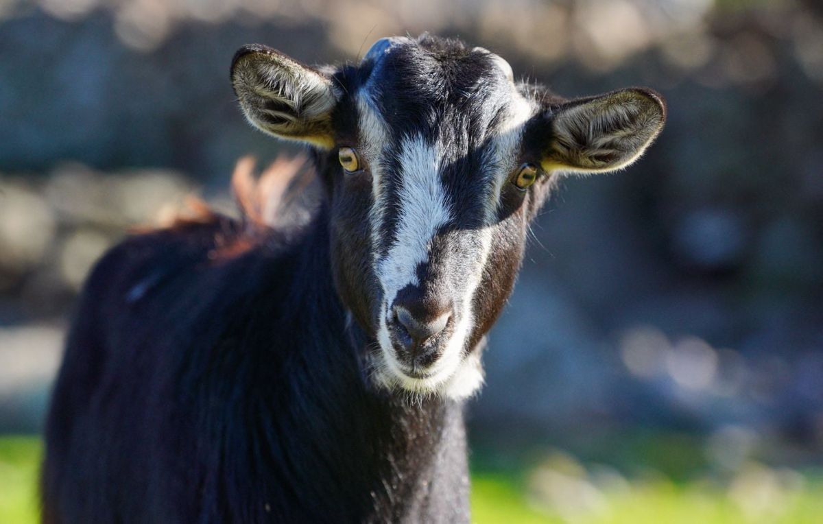 Bouches-du-Rhône : des actes de violence choquants sur des chèvres, une agricultrice témoigne