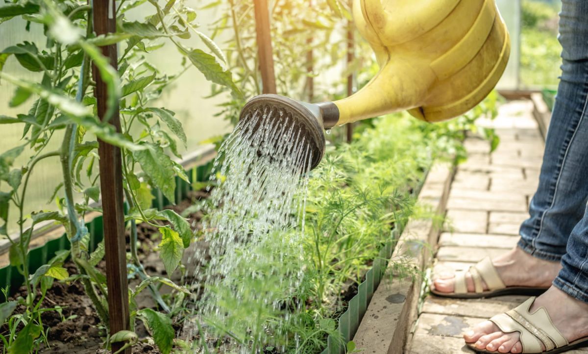 Un geste simple pour sauver vos plantes cet été